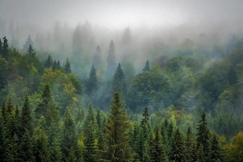 植樹節(jié)|得高地板構建健康家居，呵護地球生態(tài) 圖片2